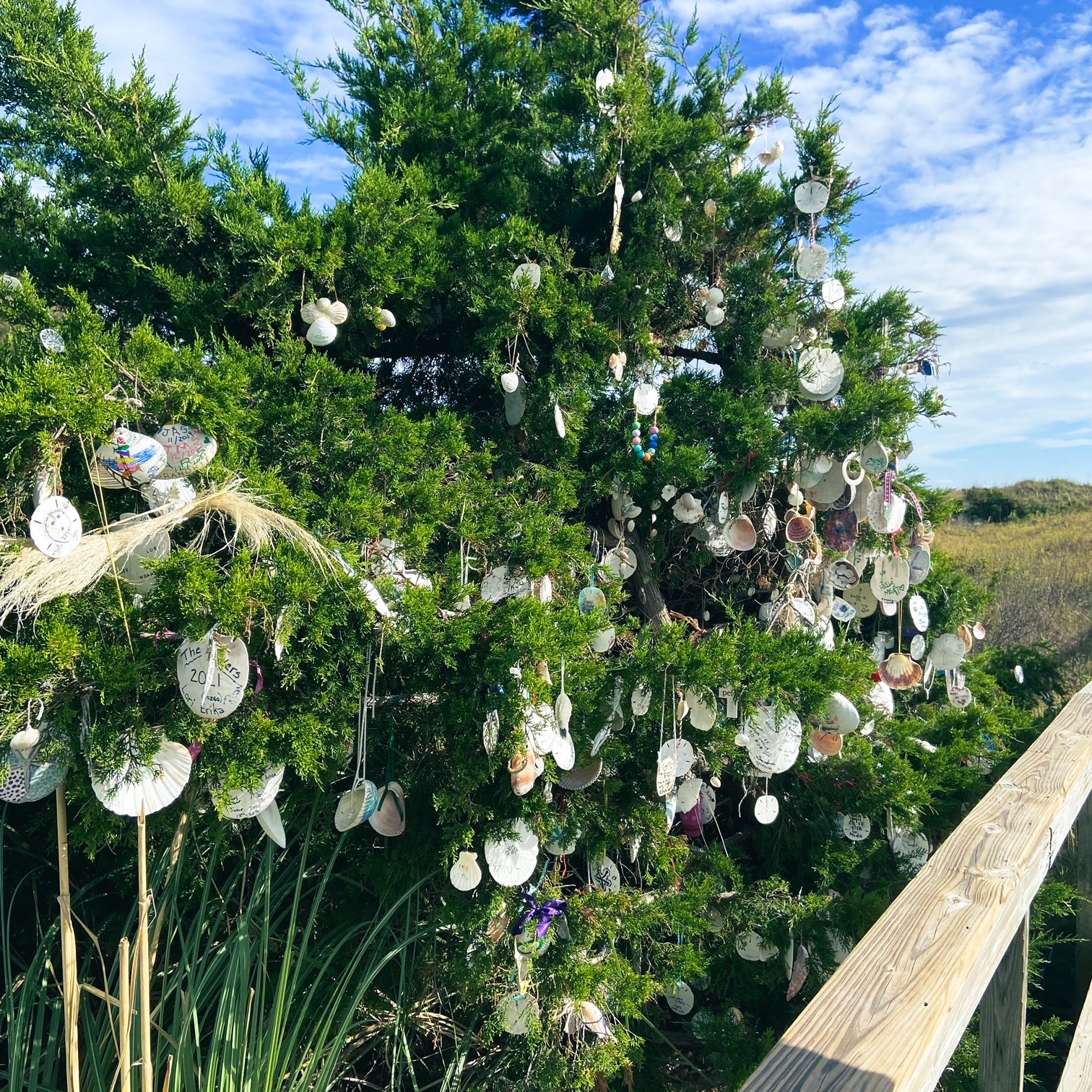 Sunset Beach, NC sand dollar tree